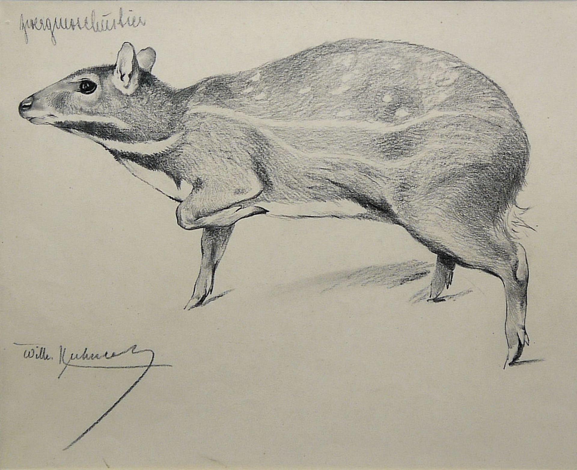 Wilhelm Kuhnert, Zwergmoschustier, signierte Bleistiftzeichnung, gerahmt