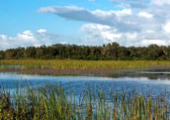Near Florida's Marshall Hampton Reserve!