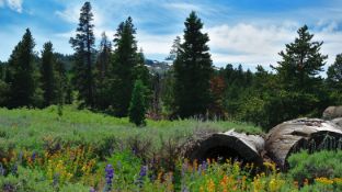 Over an Acre Corner Lot in California Pines!