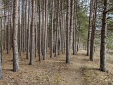 Between the Lake & the Forest in Michigan!