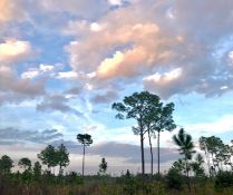 Over an Acre of Sunny Floridian Land Up for Grabs, in Polk County!