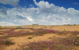 Desert Adventure Getaway in Imperial County, California!