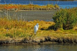 Close to the Jersey Shore: Quarter-Acre in Cape May County, NJ!