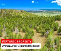 Over an Acre of California Pine Forest!