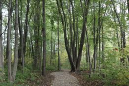 Wooded Double Lot in Peaceful Allegen Co, MI!