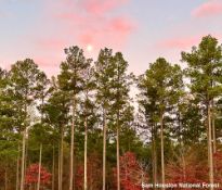 FINANCE: Own Buildable Land in Texas! YOUR BID IS YOUR MONTHLY PAYMENT!