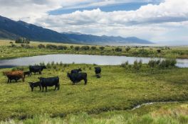 FINANCE: Over 5 Acre Homestead in Colorado! YOUR BID IS YOUR MONTHLY PAYMENT!