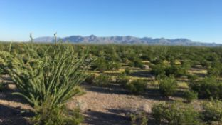 Invest in Dynamic Presidio Co, Texas With 40 Vast Acres!