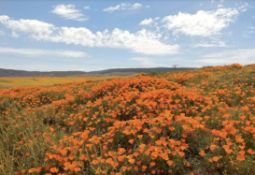 Great Investment Opportunity in Antelope Valley, CA!