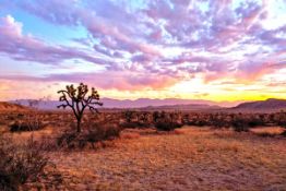 FINANCE: 2.5 California Acres for Investment! YOUR BID IS YOUR MONTHLY PAYMENT!