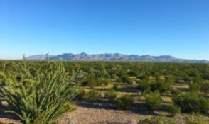 FINANCE: 40 Acres in Texas Oil Country! YOUR BID IS YOUR MONTHLY PAYMENT!