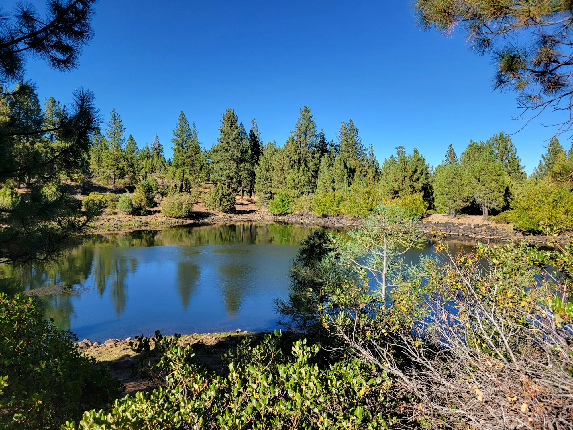 FINANCE: Camp or Build in Peaceful California! YOUR BID IS YOUR MONTHLY PAYMENT!