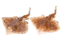 2 Fische für einen Fischstand, L 14,5 cm