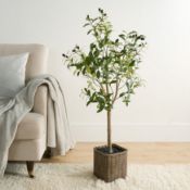 RRP £51 - OHS Olive Tree in Basket, Green - 110cm