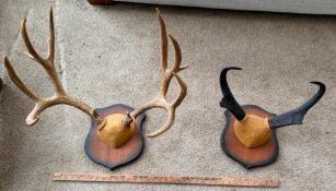 Vintage European antler and horn mounts on wooden plaques