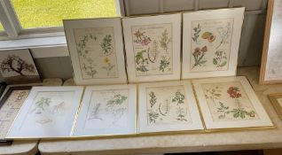 Group of 7 Framed Botanical Prints