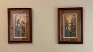 Pair of Triple Matted Framed Parrot Prints