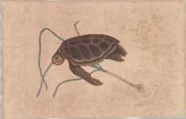 Mark Catesby (British, 1679-1749), Hand-Colored Engraving, Turtle, Ca. 1800
