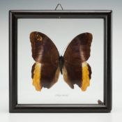 Framed Caligo atreus Magnificent Owl Butterfly Taxidermy Specimen