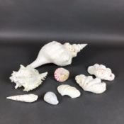 8 Piece Shell Collection of Natural Marine Gastropod and Bivalve Specimens