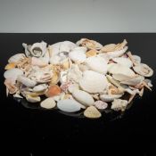 Box of Natural Mixed Ocean Seashells and Stony Coral Fragments