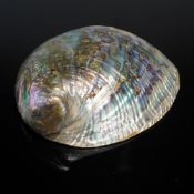 Seashell Paua Abalone