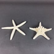 Two Natural White Starfish Specimens including Finger and Knobby Varieties