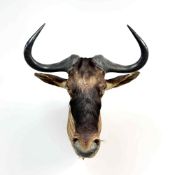 Rowland Ward (1848-1912) Antique Blue Wildebeest Taxidermy Shoulder Mount