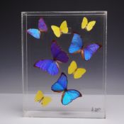Marshall Hill Preserved Butterflies in Acrylic Shadow Box Case, 1987, Signed
