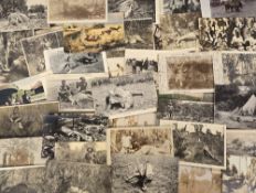 Postcards, Animal Hunting, approx 100 cards depicting hunting to include alligators, crocodiles,