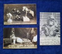 Postcards, Animals, 27 cards featuring Apes & Primates including 'Little Nap', the Napoleon of the