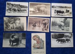 Postcards, Animals, 51 cards, mostly featuring larger animals; Hippopotamus (9), Buffalo (8),