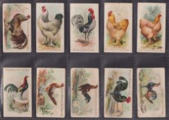 Trade cards, USA, Philadelphia Carmel Co, Prize & Game Chickens (Zoo Cards) (set, 50 cards) (some