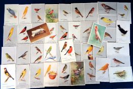 Trade cards, Capern's, Cage Birds, 'P' size, a collection of 40+ cards, mixed backs, plain, postcard