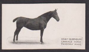 Cigarette card, Taddy, Famous Horses & Cattle, type card, no 28, Oldenburg Mare, 'Pandora' (vg) (1)