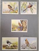 Cigarette card proofs, 15 cards L sized of birds, probably designed in the late 1930's but never