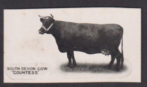 Cigarette card, Taddy, Famous Horses & Cattle, type card, no 7, South Devon Cow, 'Countess' (