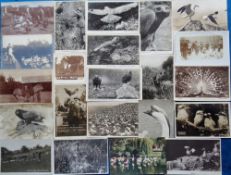 Postcards, Birds, approx 90 RPs to include farmyard, re-arranging a fallen eagles nest, feeding