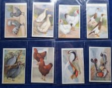 Trade cards, Feathered World, 18 P sized cards all featuring Poultry or Ducks, 17 cards with printed