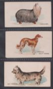 Cigarette cards, USA, Goodwin & Co, Dogs of The World, 3 cards, Sky Terrier, (caption on front