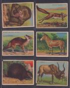Trade cards, USA, Weber Brothers, Animal Pictures, L' size, 57 cards (some with minor faults gen.