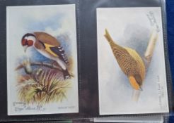 Trade cards, Caperns, Cage Birds, 48 different plain back P sized cards, sold with 2 similar