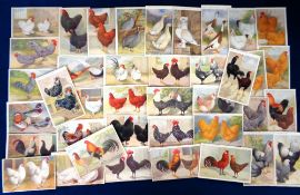 Trade cards, The Feathered World, Aids to Amateurs - Poultry (fronts mixed, With & Without '