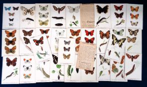 Trade cards, Cadbury's, Butterflies & Moths (Reward Cards), 'P' size (set, 32 cards) (mostly gd/vg)