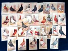 Trade cards, The Feathered World, Pigeons, 35 green-back postcards all inscribed to fronts 'The