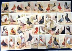 Trade cards, The Feathered World, Pigeons, 48 cards in total, Aids to Amateurs - Pigeons (printed