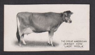 Cigarette card, Taddy, Famous Horses & Cattle, type card, no 1, The Great American Jersey Cow,