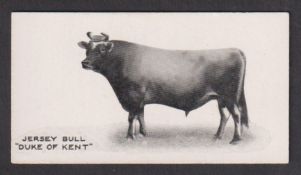 Cigarette card, Taddy, Famous Horses & Cattle, type card, no 13, Jersy Bull 'Duke of Kent' (vg)