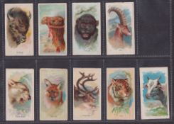 Cigarette cards, USA, Goodwin's, Wild Animals of the World (Old Judge Cigarettes), nine cards,