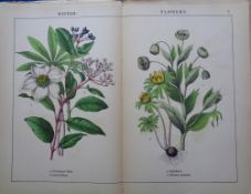 Book, The Instructive Picture Book or Lessons From The Vegetable World 1882 Sixth Edition